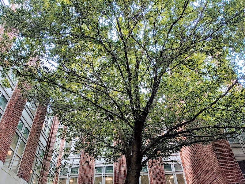 Tulane University Law School campus photo 3
